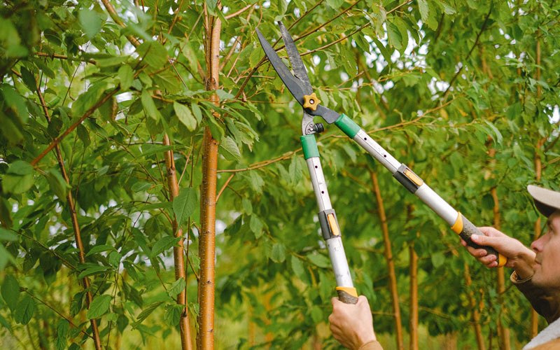 Tree trimming in Firth, NE